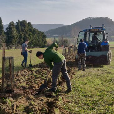 Chantiers participatifs de plantation