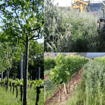 Formation Viticulture sur les Couverts Végétaux et l’Agroforesterie avec Konrad Schreiber et Alain Canet – les 8 et 9 juillet