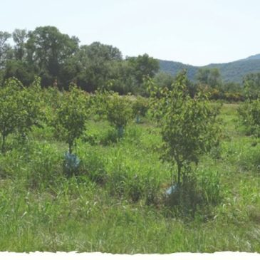 SAVE THE DATE : Deux journées de rencontre sur ferme  agroforestières en Ardèche !