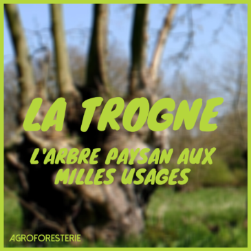 La Trogne, l’arbre paysan aux mille usages – par Dominique Mansion