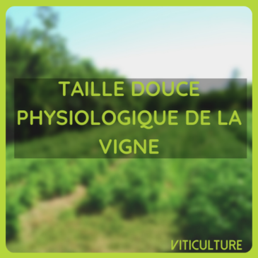 Taille douce physiologique de la vigne avec Marceau Bourdarias