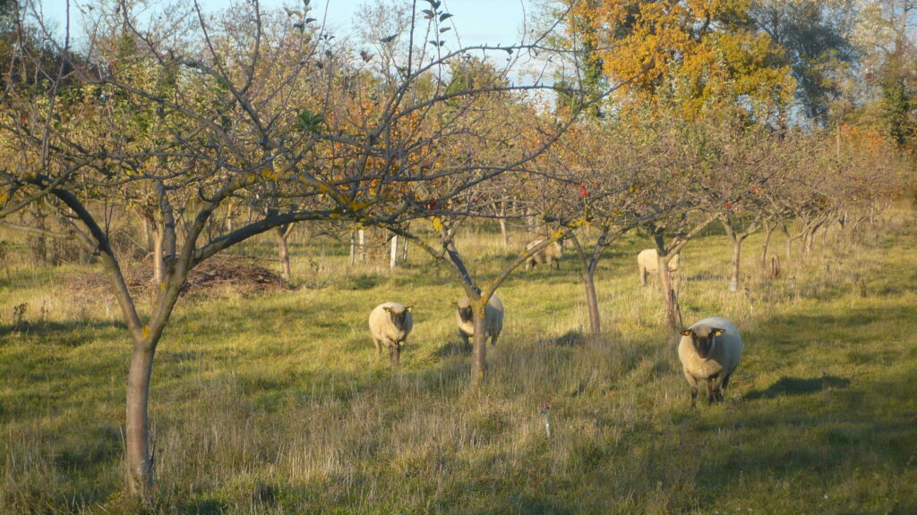 Association d'arbres et d'élevage de mouton