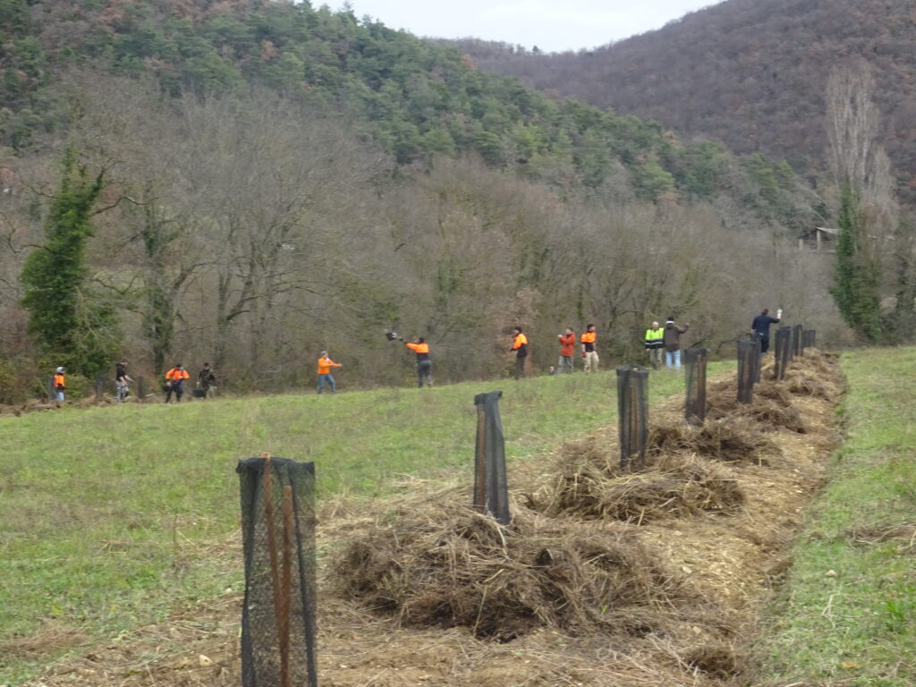 Une haies agricole réalisé au cours d'un chantier collectif 