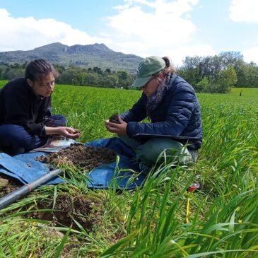 Début de l’étude sur la santé des sols en maraîchage sur sol vivant