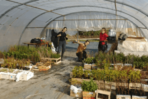 Des stagiaires sont sous une serre et participent aux tâches de l'association ADAF