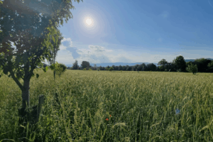 Paysage de champs de blé en région Drôme