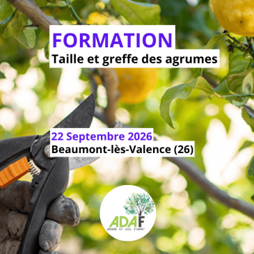 Taille et greffe des agrumes