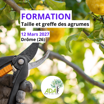 Taille et greffe des agrumes