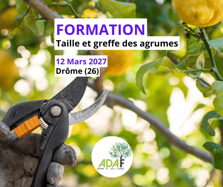 Taille et greffe des agrumes