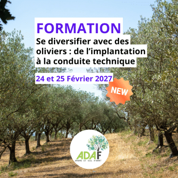 Se diversifier avec des oliviers : de l'implantation à la conduite technique